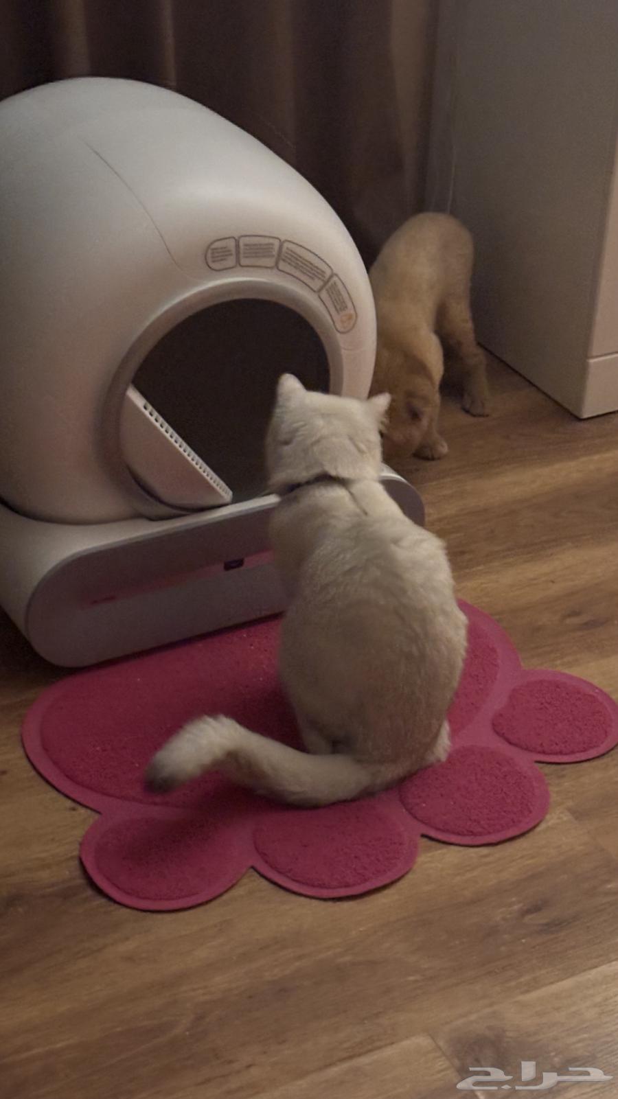 ليتر بوكس ذكي64421797852419111