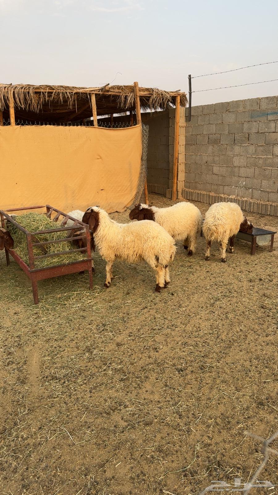 نعيم ثلاجه هرفي تم البيع64421716248961110