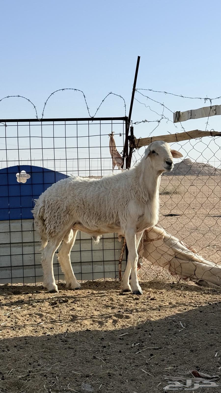 طليان 2 للبيع الي في الشبك الصغير سن ه سديس والثاني رباع ال64420755962883112