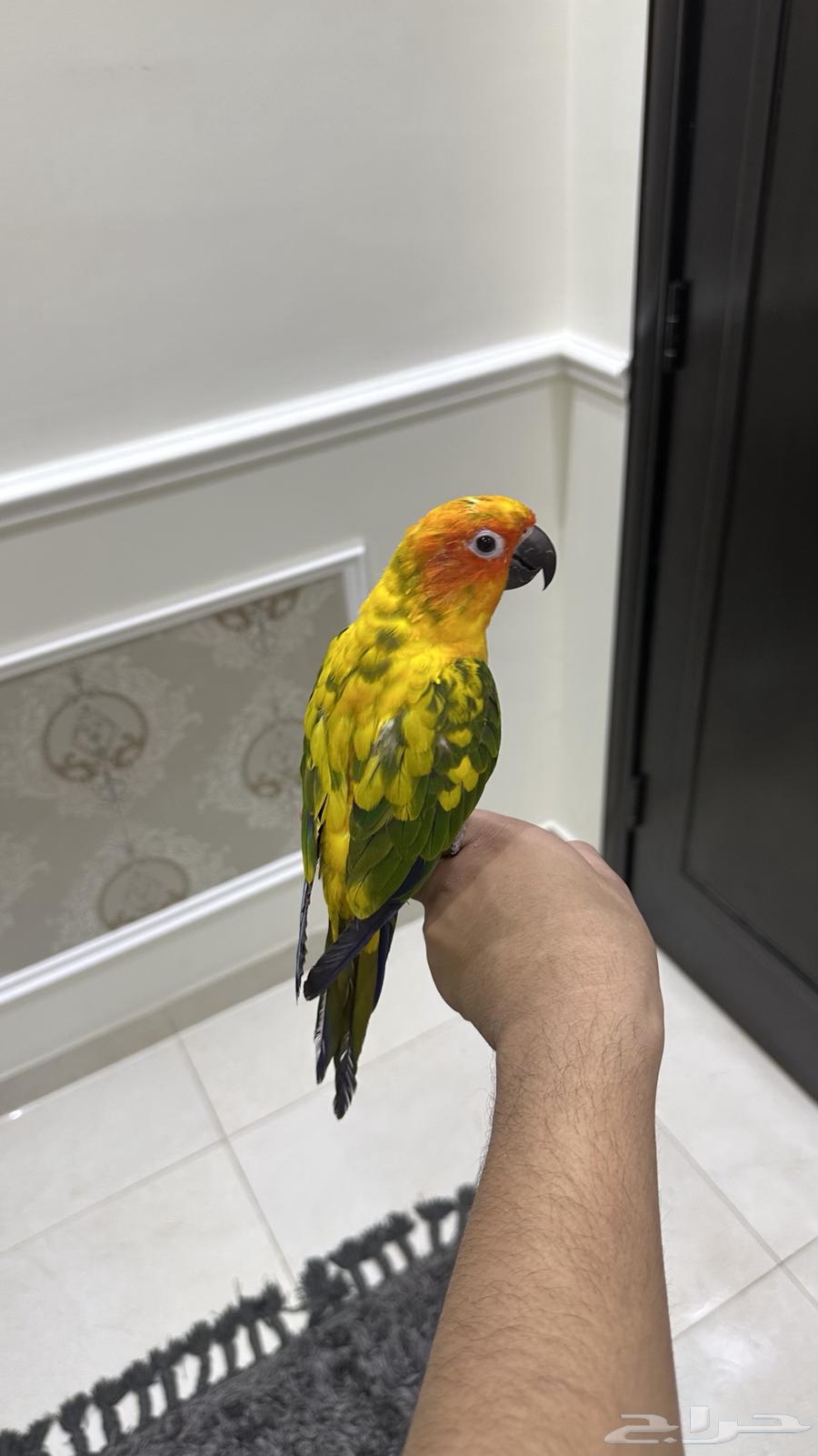 Senior Sun, Tame, Threatening, and Talkative (Sold)64425340512771112