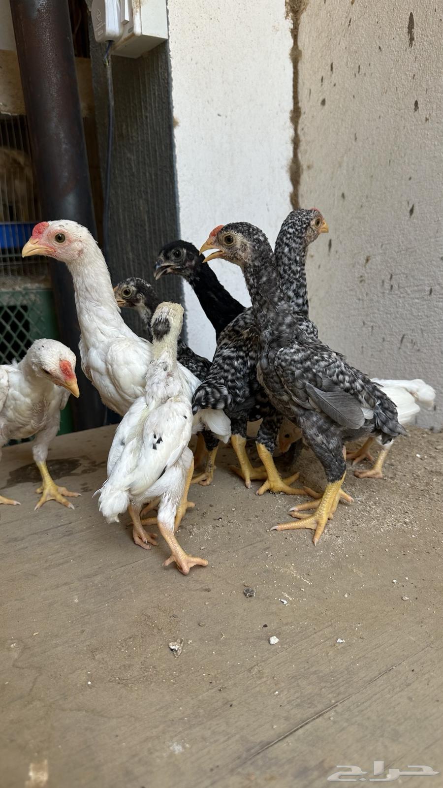 فروخ كوشامو القزم64422367475074111