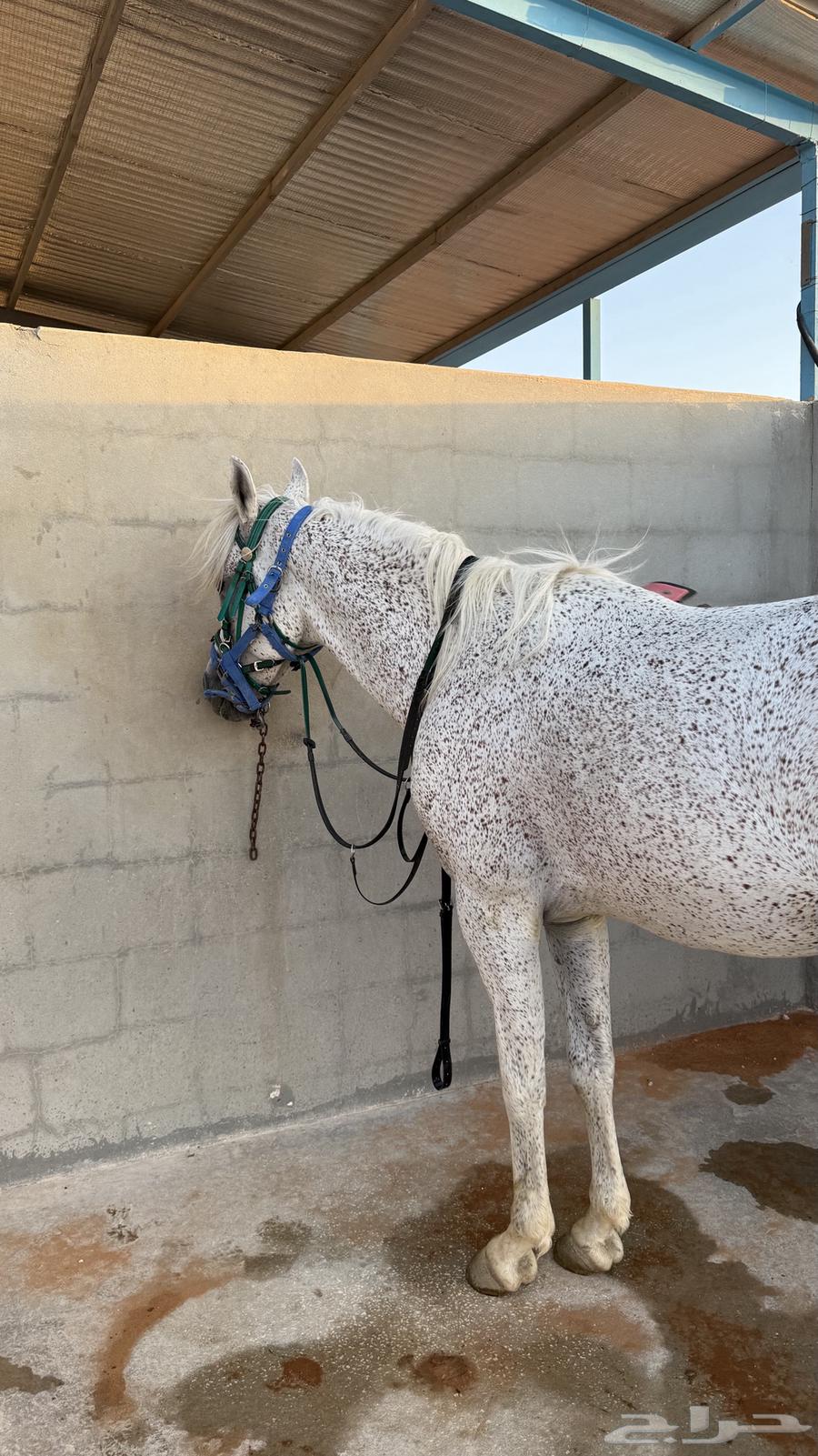 حصان شعبي البيع سمح وعجل64420891797762113
