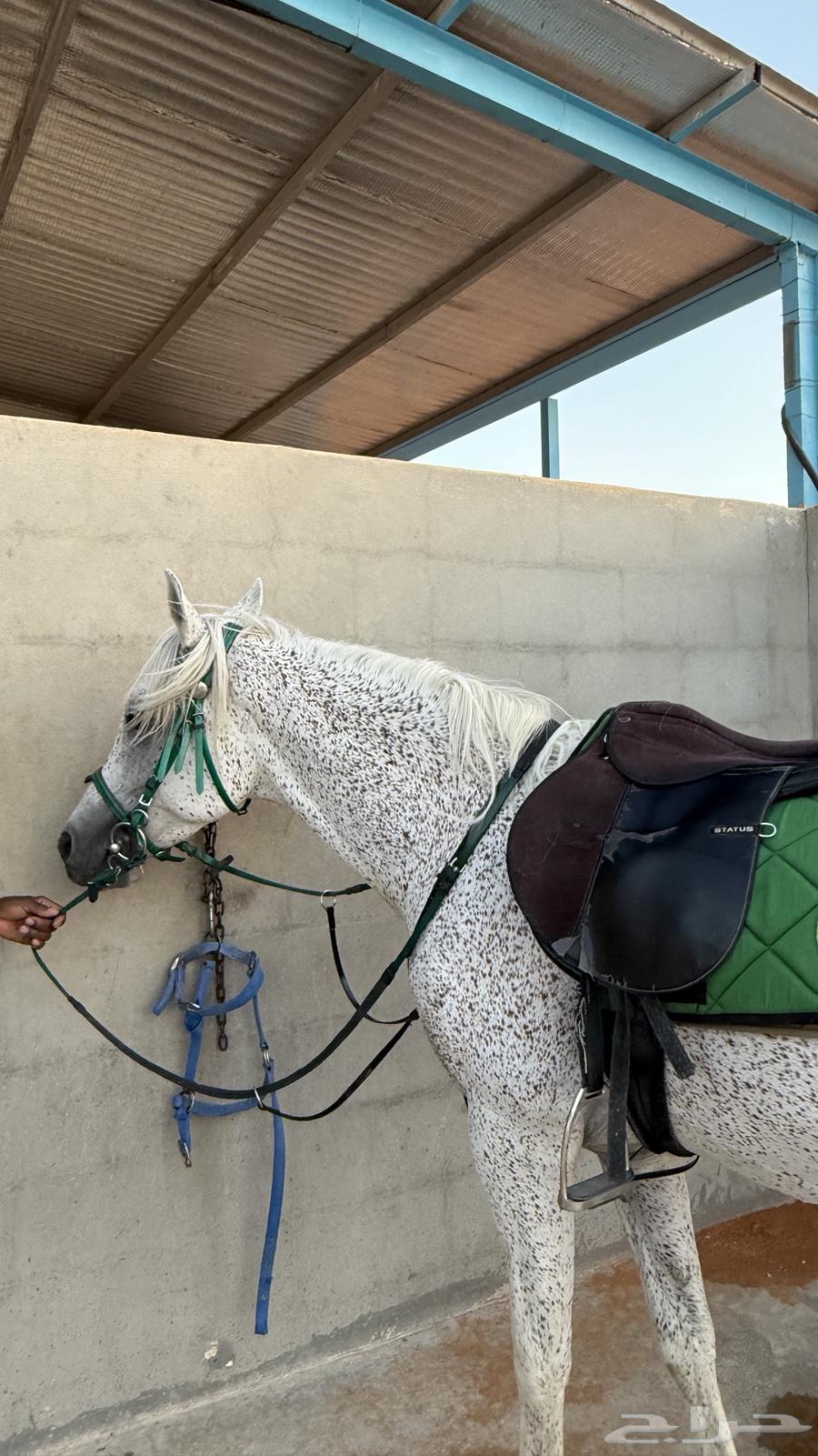 حصان شعبي البيع سمح وعجل64420891797762112