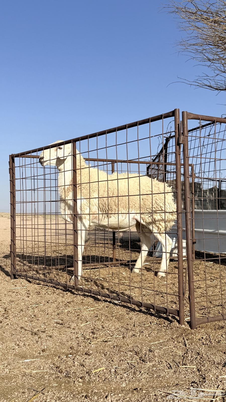 طليان 2 للبيع الي في الشبك الصغير سن ه سديس والثاني رباع ال64420755962883113