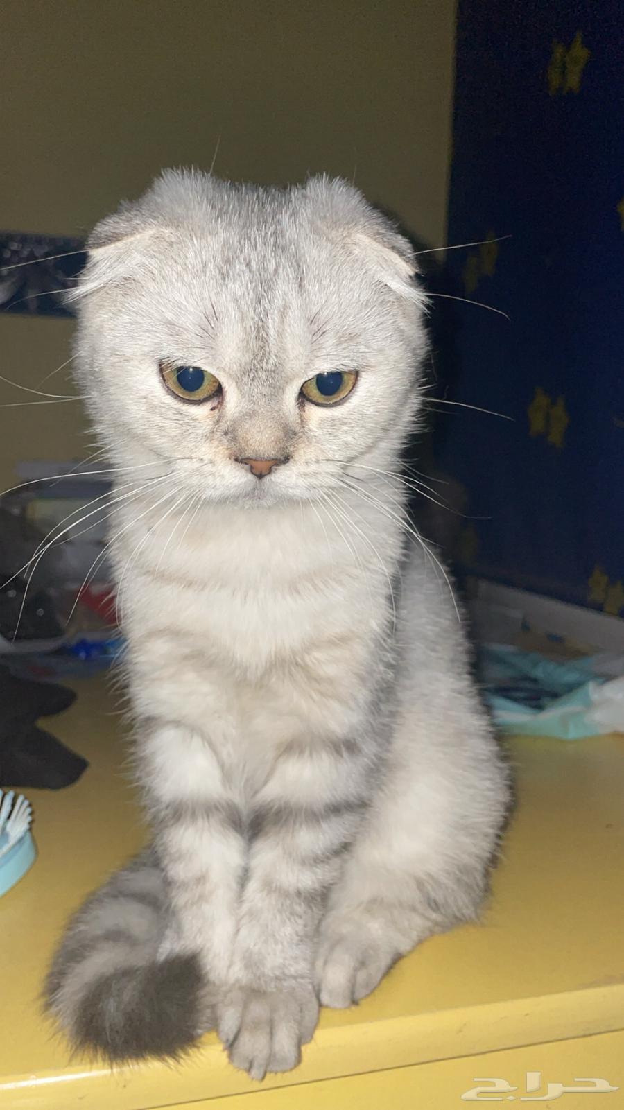 قط ذكر سكوتش فولد للتزاوج64422353769857110