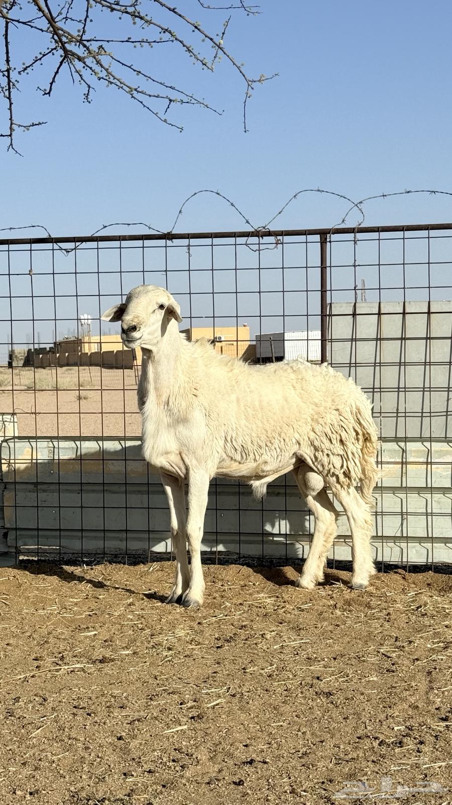 طليان 2 للبيع الي في الشبك الصغير سن ه سديس والثاني رباع ال64420755962883111