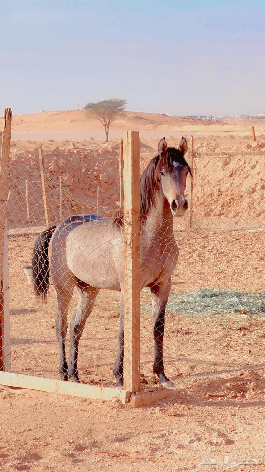 مهره شعبيه كفو64419892554625110