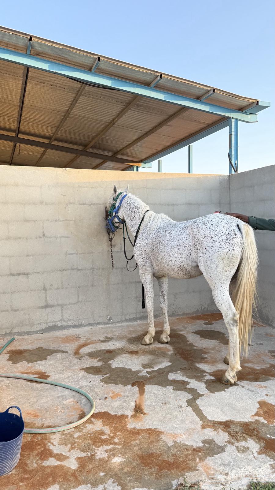 حصان شعبي البيع سمح وعجل64420891797762111