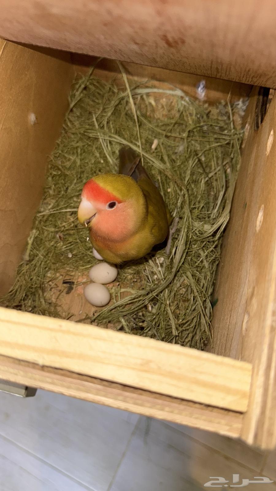 Zawj al-Yawm64423515897985114