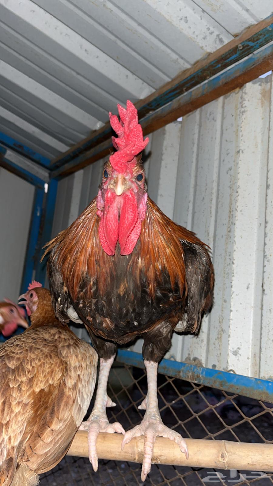 Local rooster, age 12 9 months64424815698817110