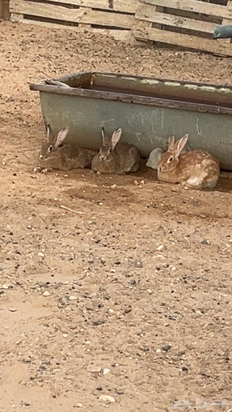 Rabbits64422340533250110