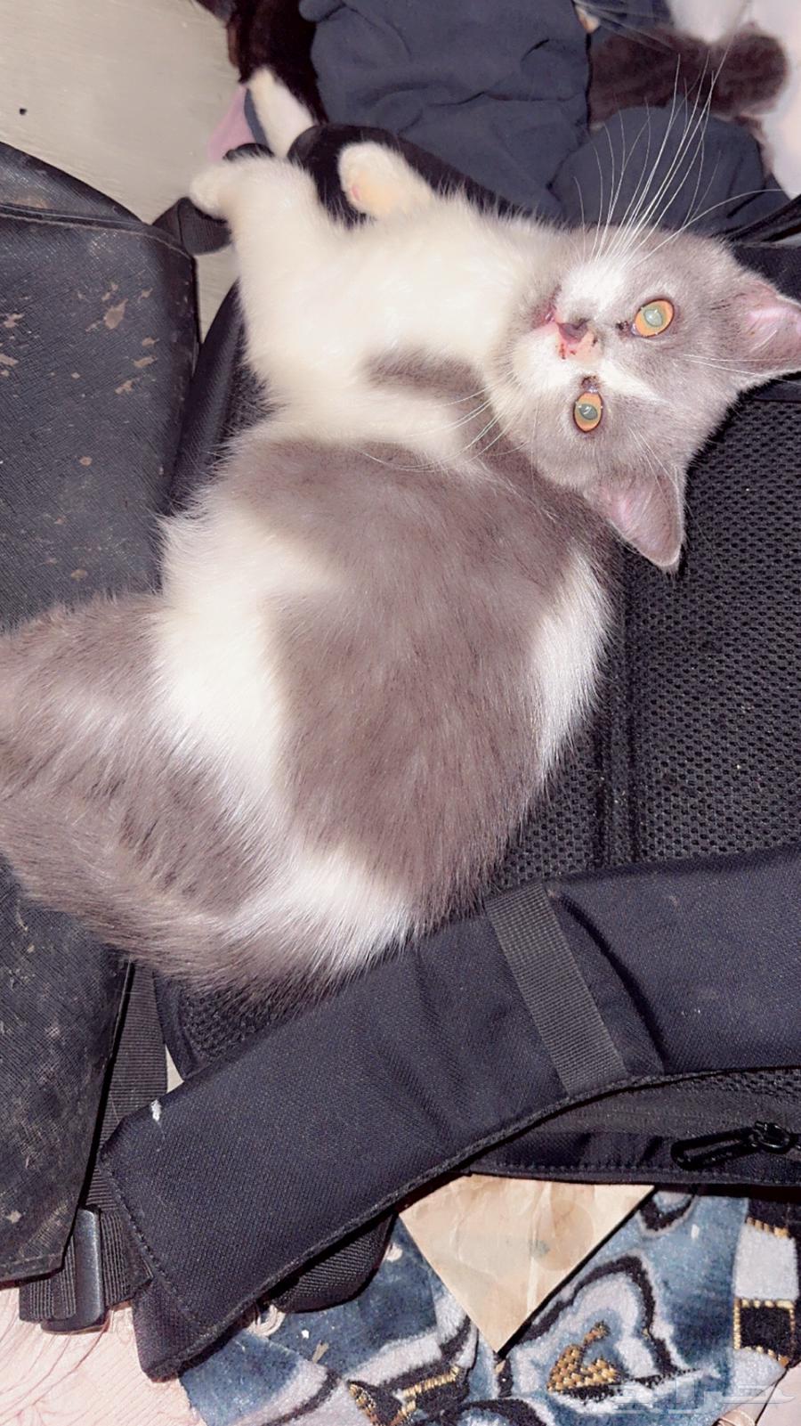 كيتنز للبيع64423609570819111