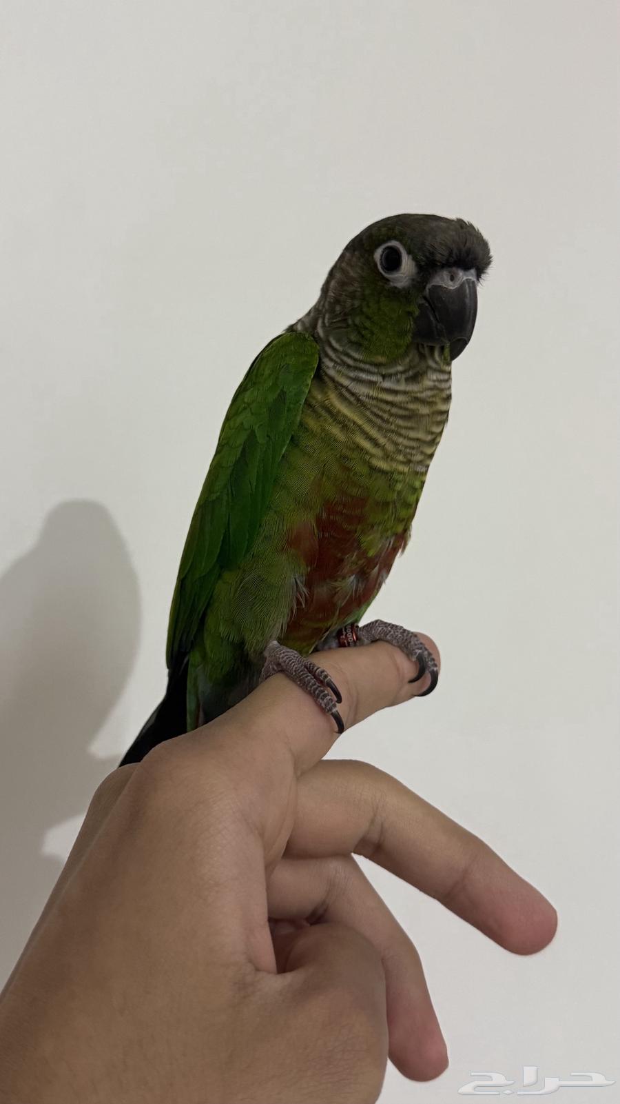 كنيور قرين شيك اليف64421879309443110