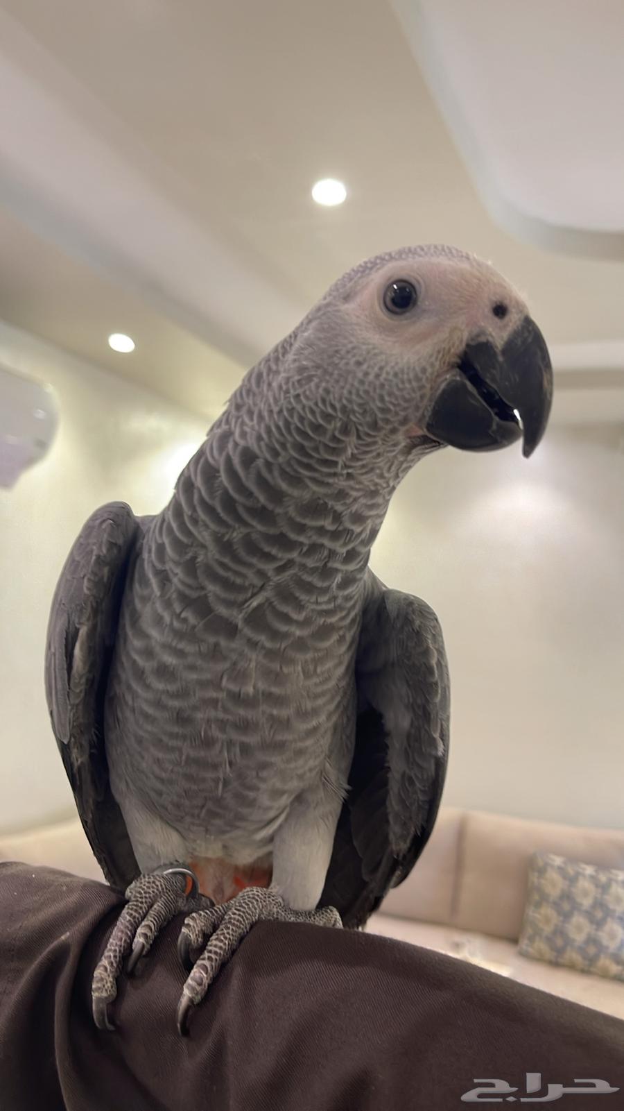 كاسكو هدد نشبه64422612388355114