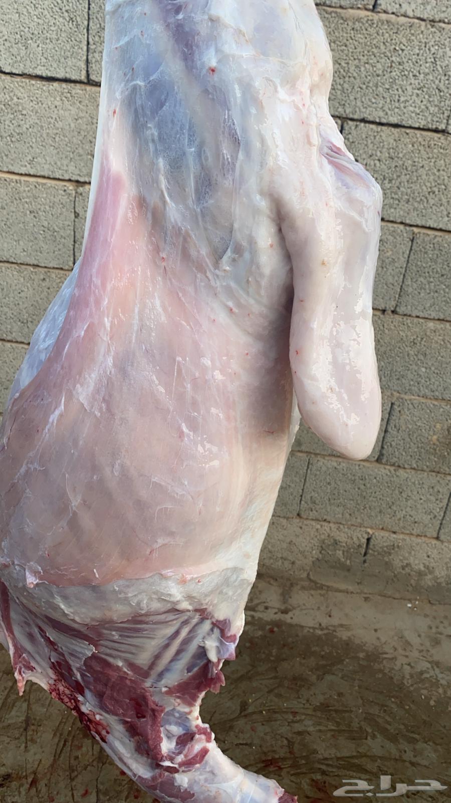 Al-Qassim Slaughters64422380916482114