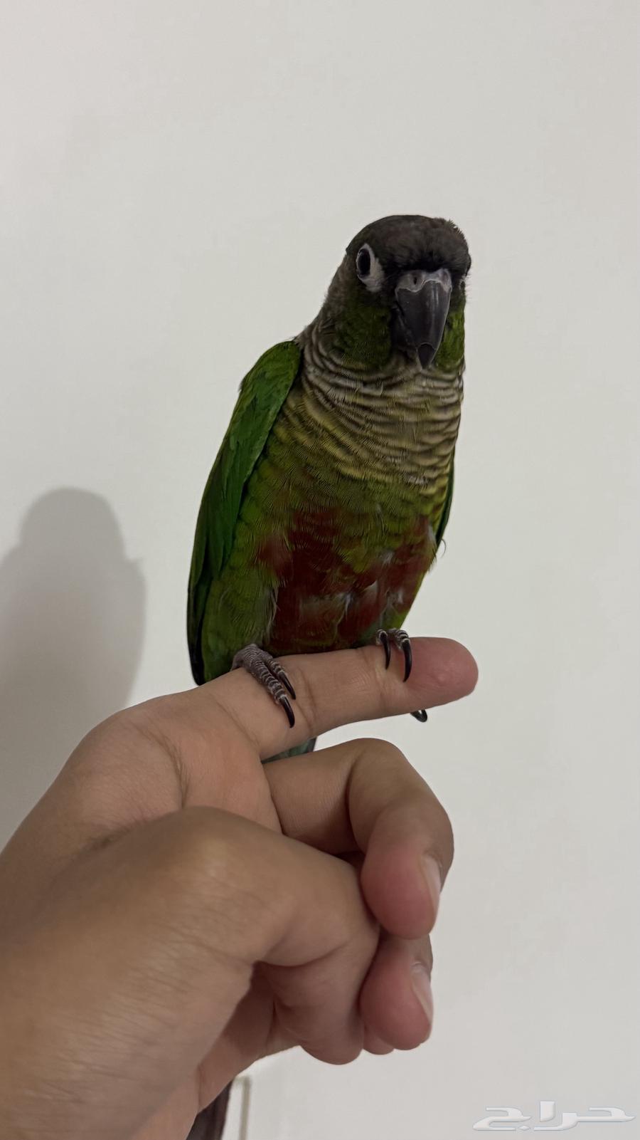 كنيور قرين شيك اليف64421879309443112