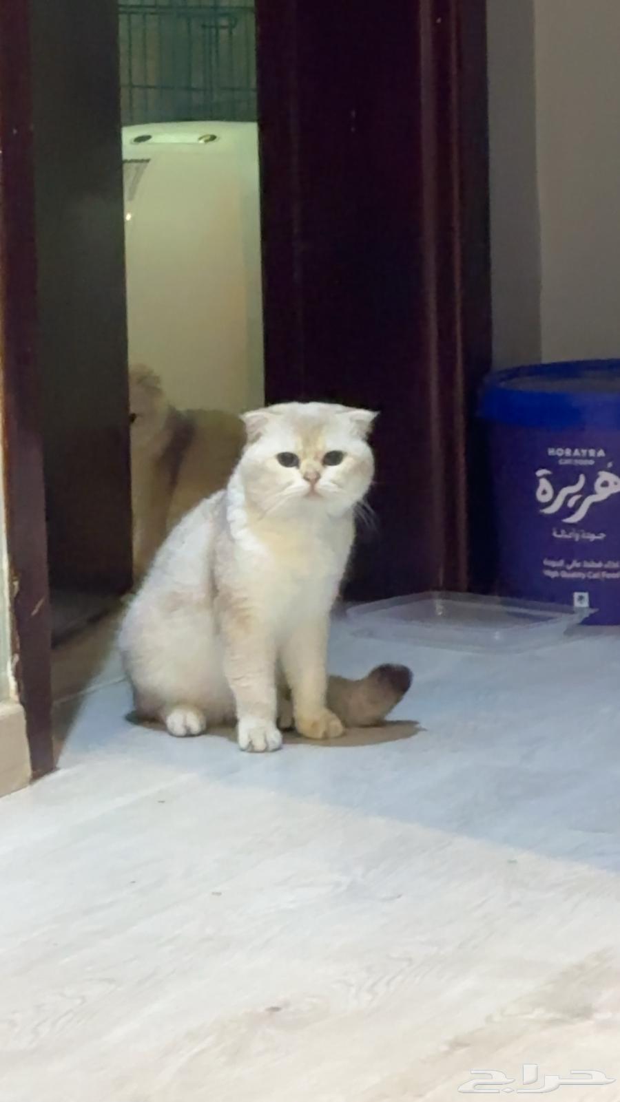 قطط سكوتش للبيع64419412716546114