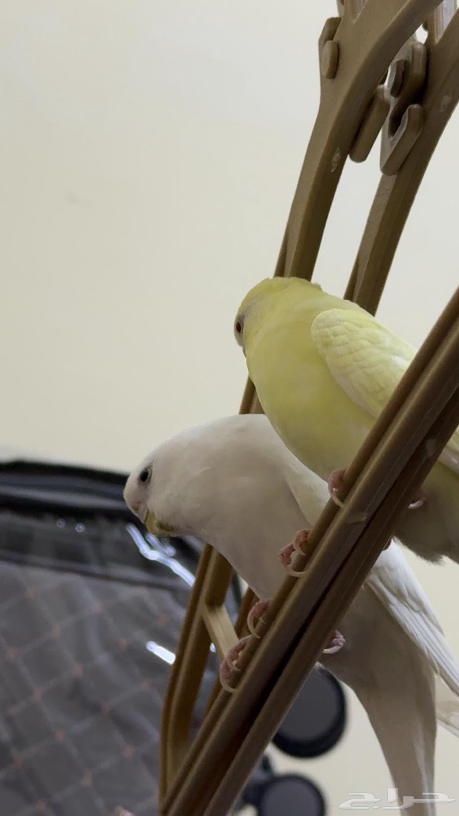 طيور البادجي للبيع64424334067587110