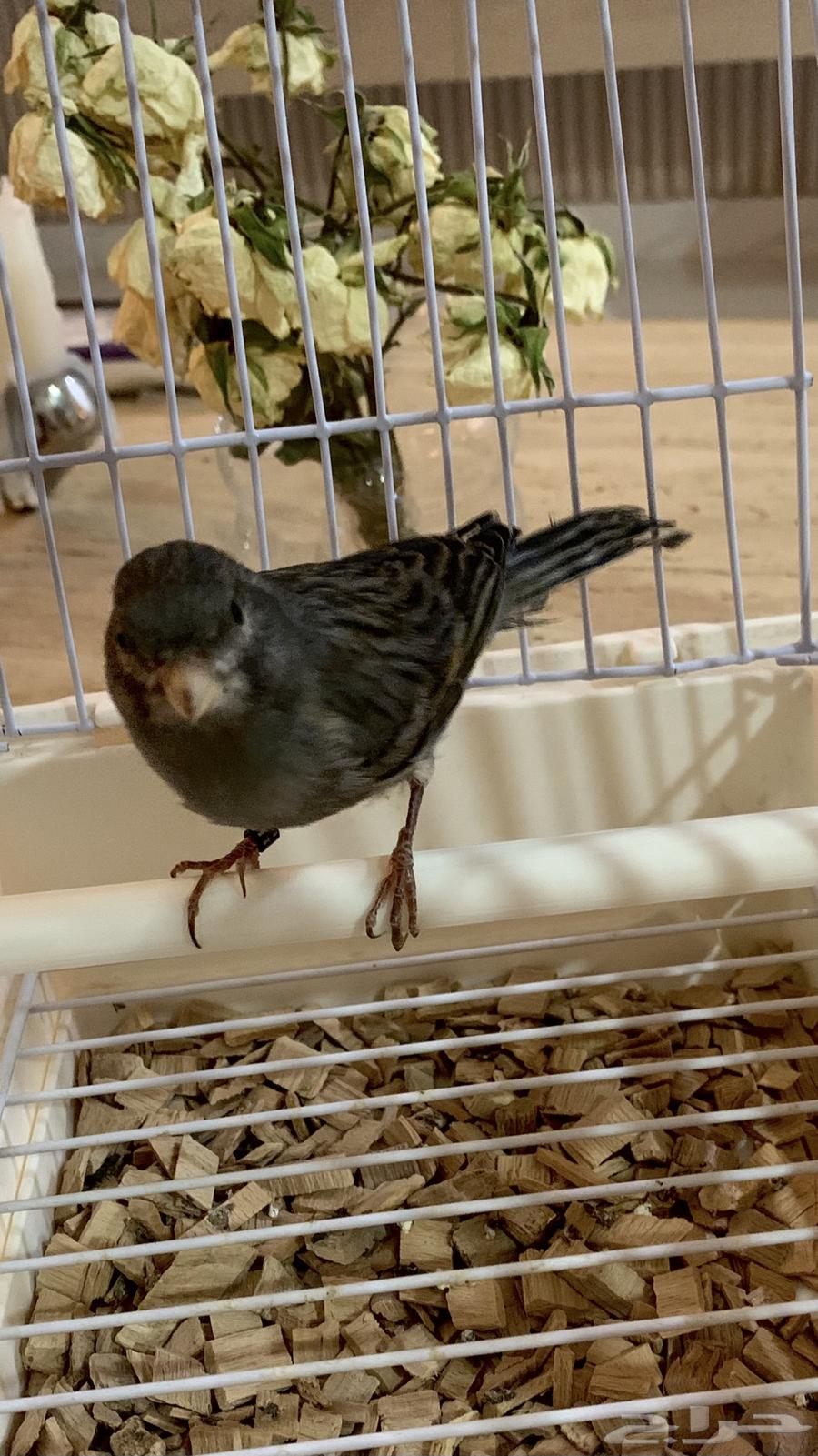 ذكر كناري اسود كلاسيك (تم البيع)64423556084225110