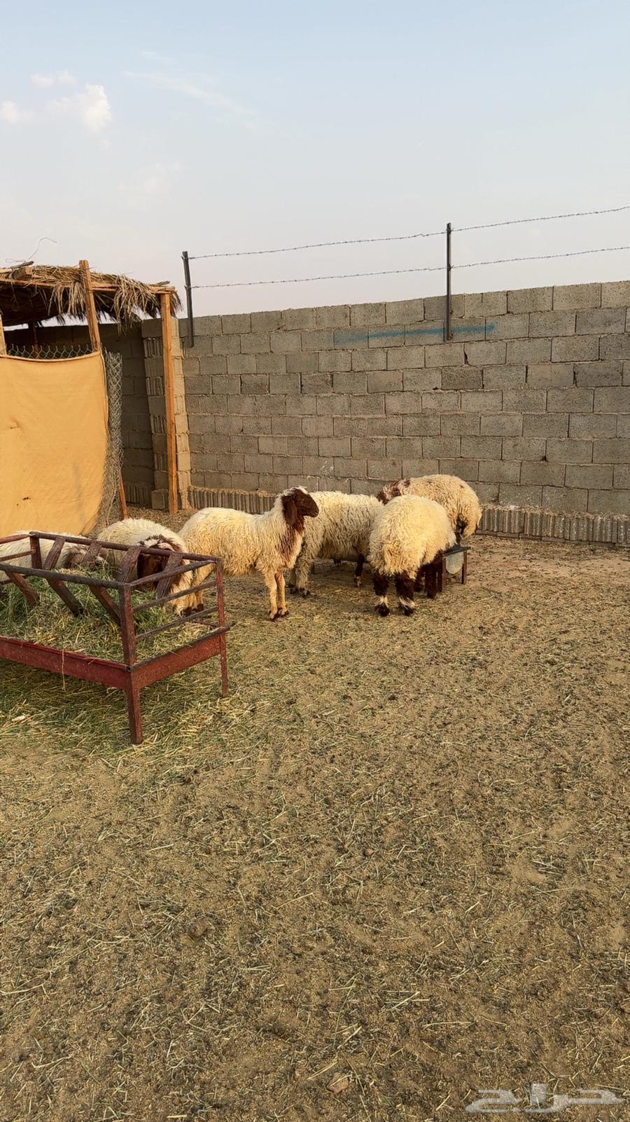 نعيم ثلاجه هرفي تم البيع64421716248961113