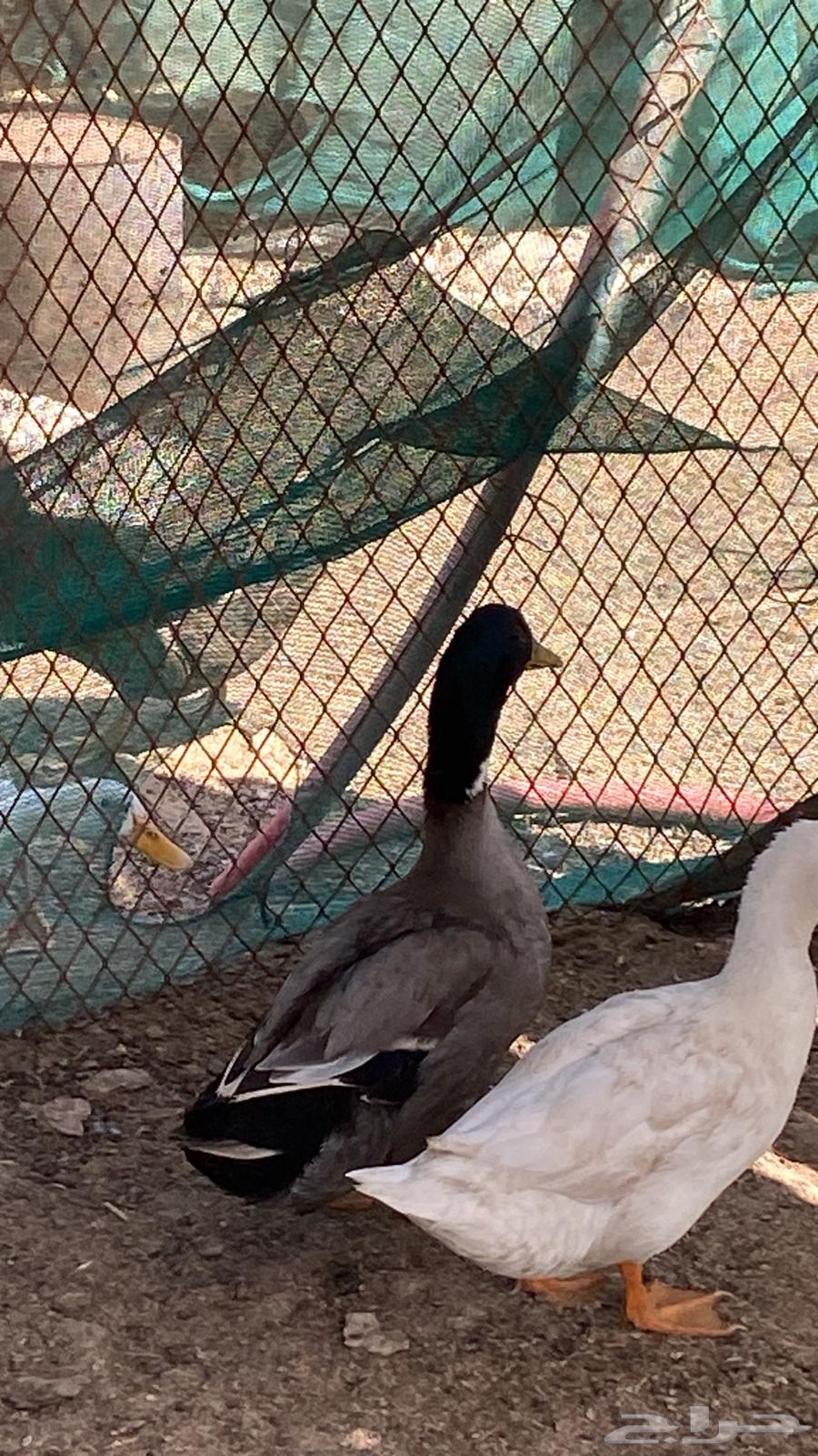 بط بكيني وشرشيري للبيع عالسوم الله يرزق الجميع64420526366338111