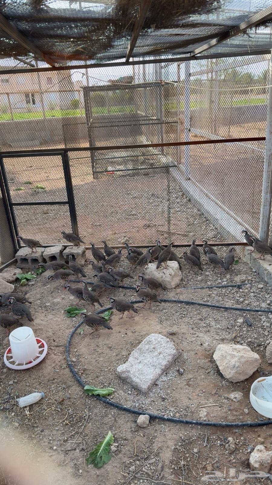 حجل شنير الموقع الرياض و بيشه64425448673922110