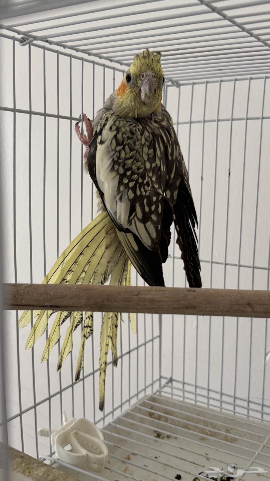 أنثى كروان فراشة اقبل البدل64421946863107113