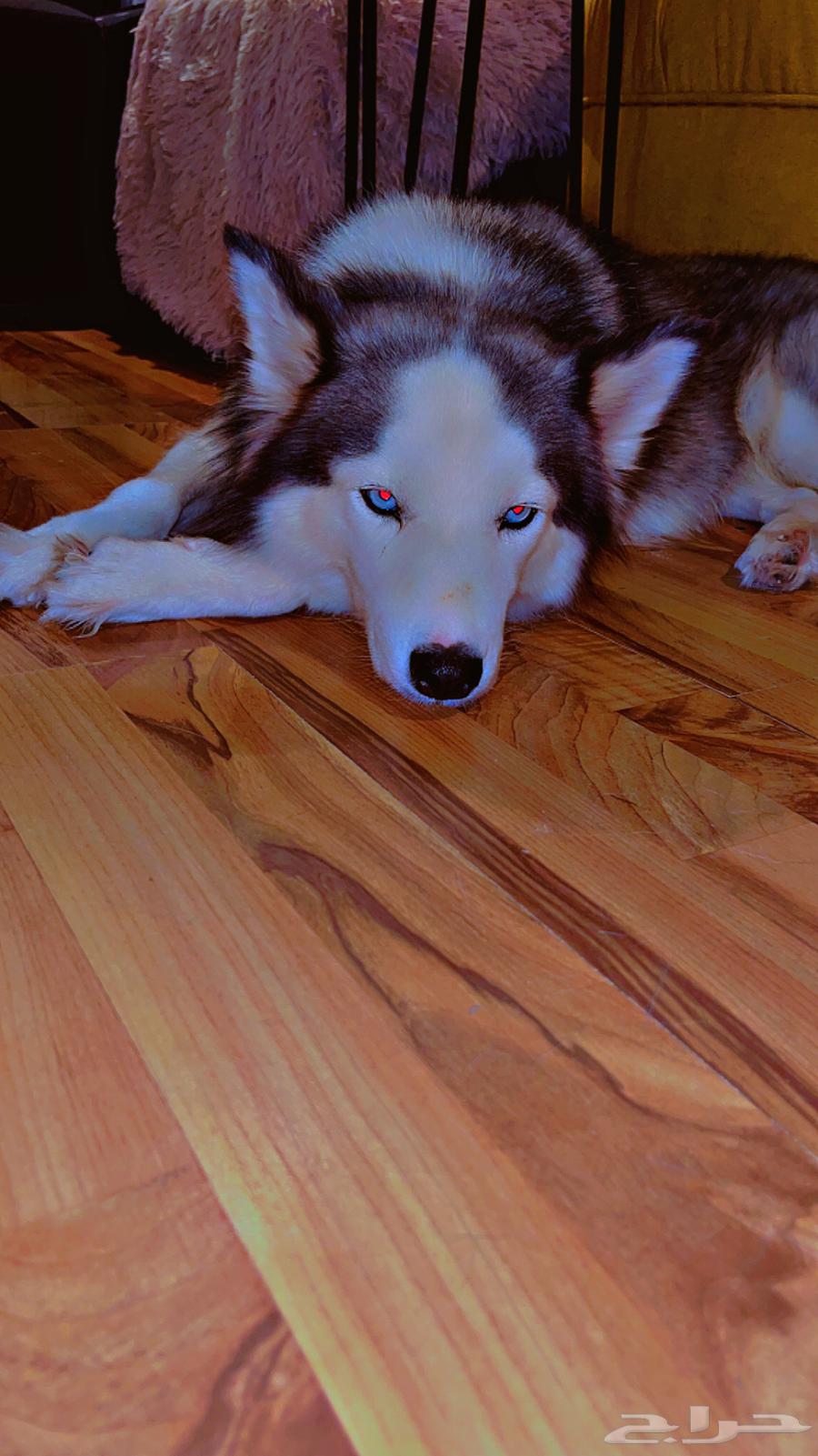 كلب(انثى)الاسكا مالموت للبيع عمر 6اشهر64421702682882110