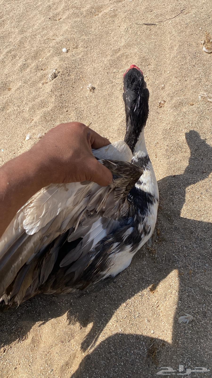 بط بكيني وشرشيري للبيع عالسوم الله يرزق الجميع64420526366338110