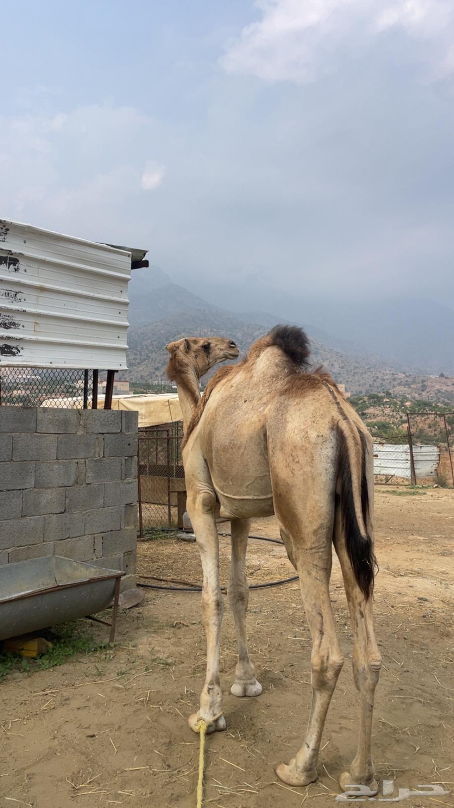 KaiF Camel for Sale64425151955714113