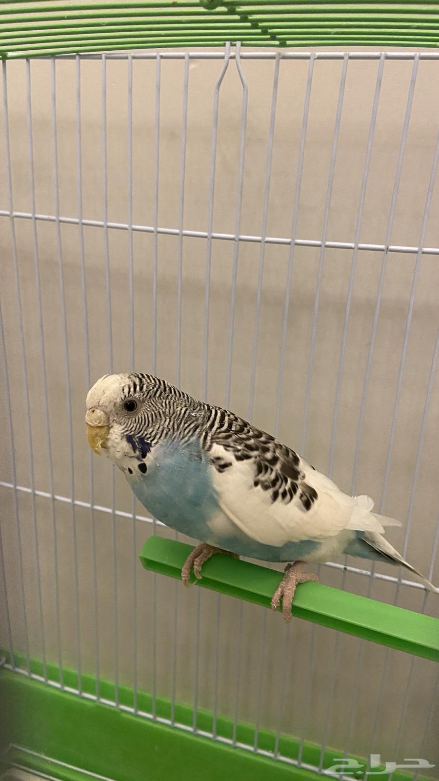 عصفور النوع بادجي استرالي  انثى السعر 70 معى القفص والاكل64424361374978111