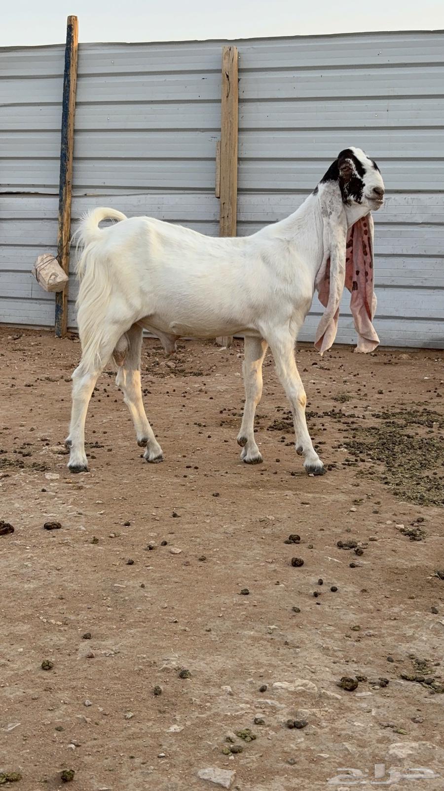 Tays Sanf64419481585921112