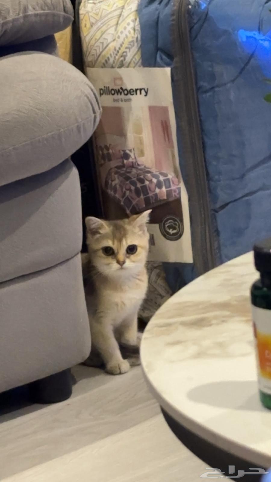 قطط سكوتش للبيع64419412716546112