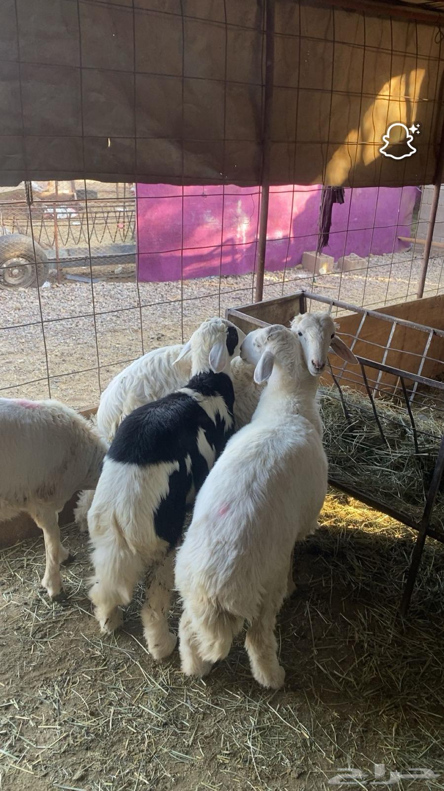 طليان فاخره وجبره ونضيفه شرط64423837567618110