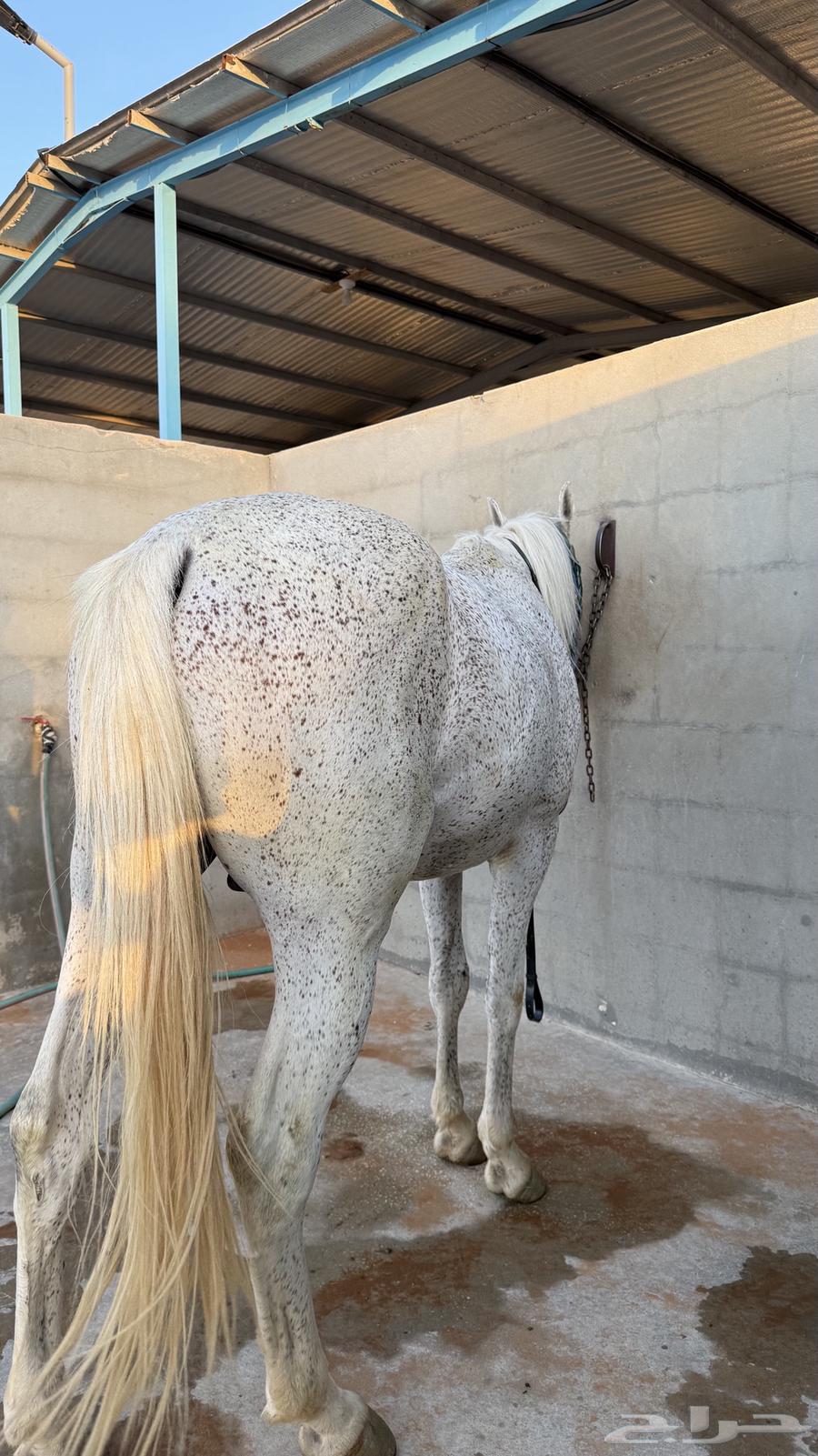 حصان شعبي البيع سمح وعجل64420891797762114