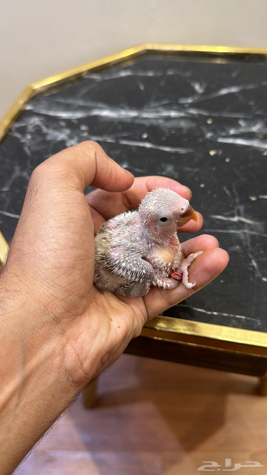 فروخ روز احجام سوبر جامبو64421174353154111