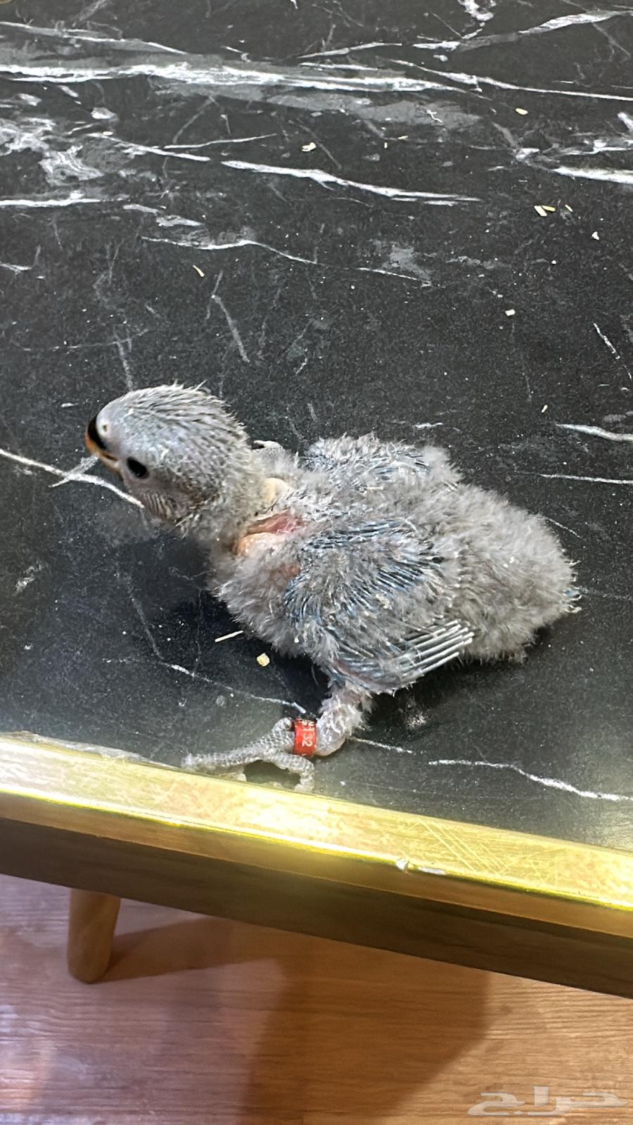 فروخ روز احجام سوبر جامبو64421174353154112