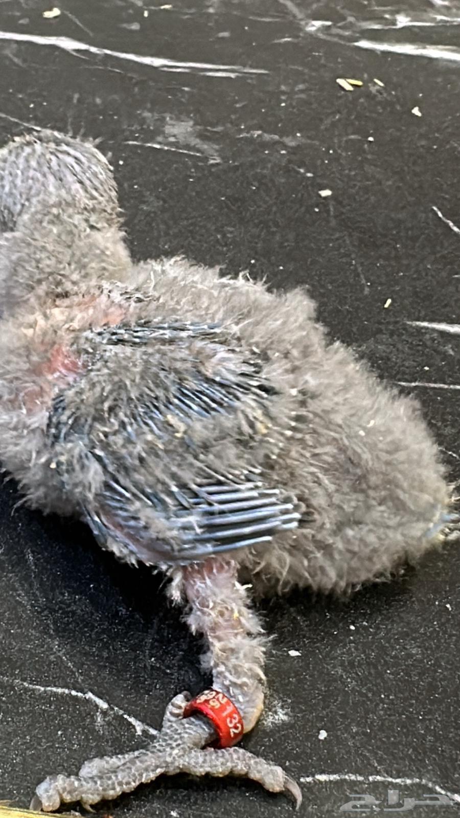 فروخ روز احجام سوبر جامبو64421174353154114