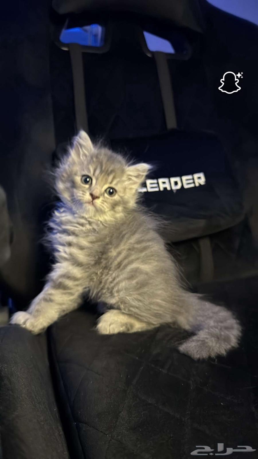 سكوتش ستريت بلو (تم البيع)64424105831939110