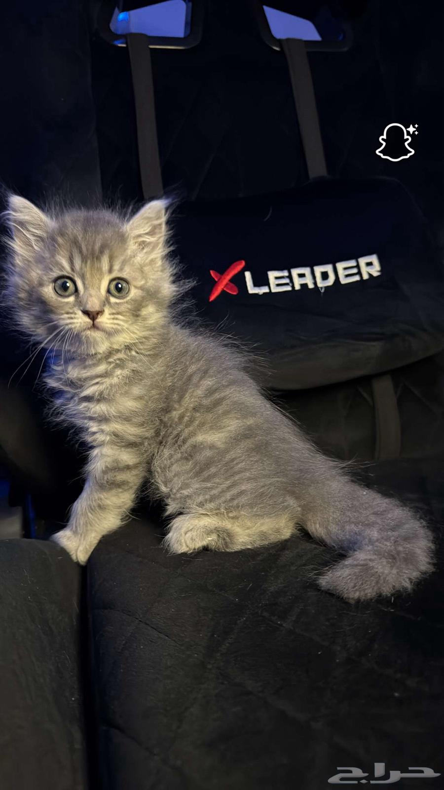 سكوتش ستريت بلو (تم البيع)64424105831939111