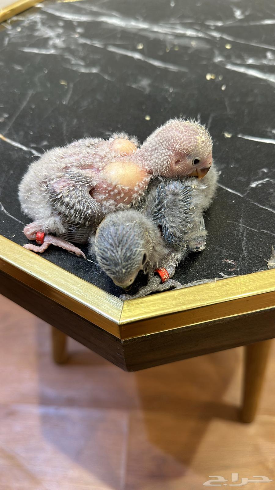 فروخ روز احجام سوبر جامبو64421174353154110