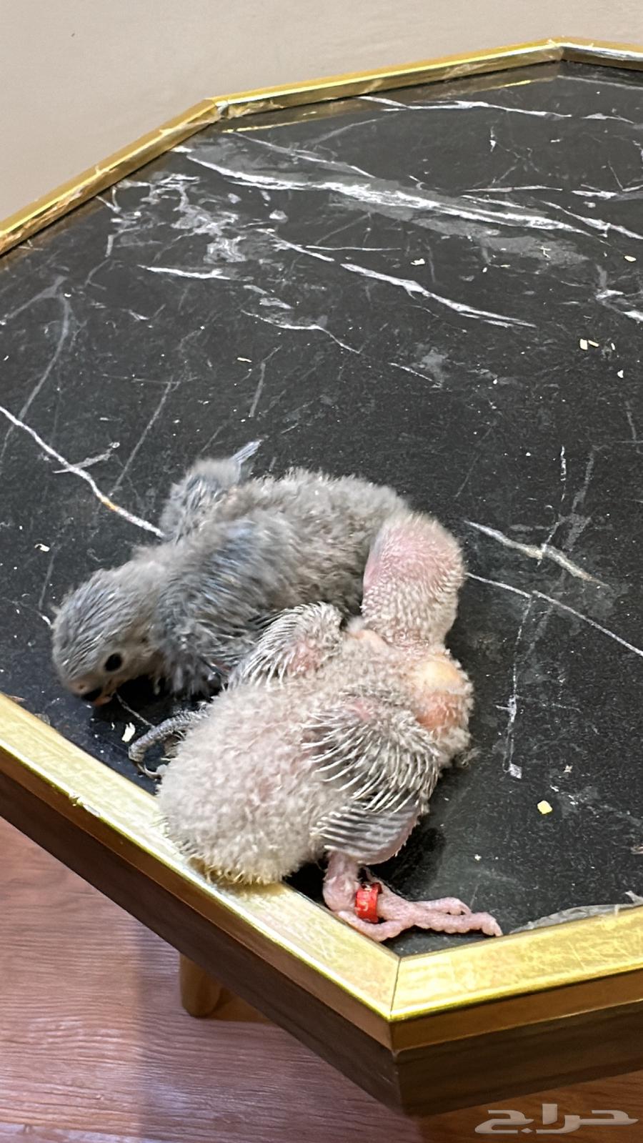 فروخ روز احجام سوبر جامبو64421174353154113