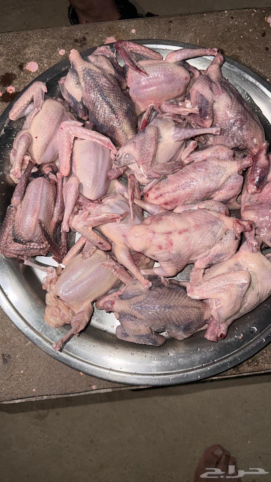 زغاليل للبيع64438485131779110