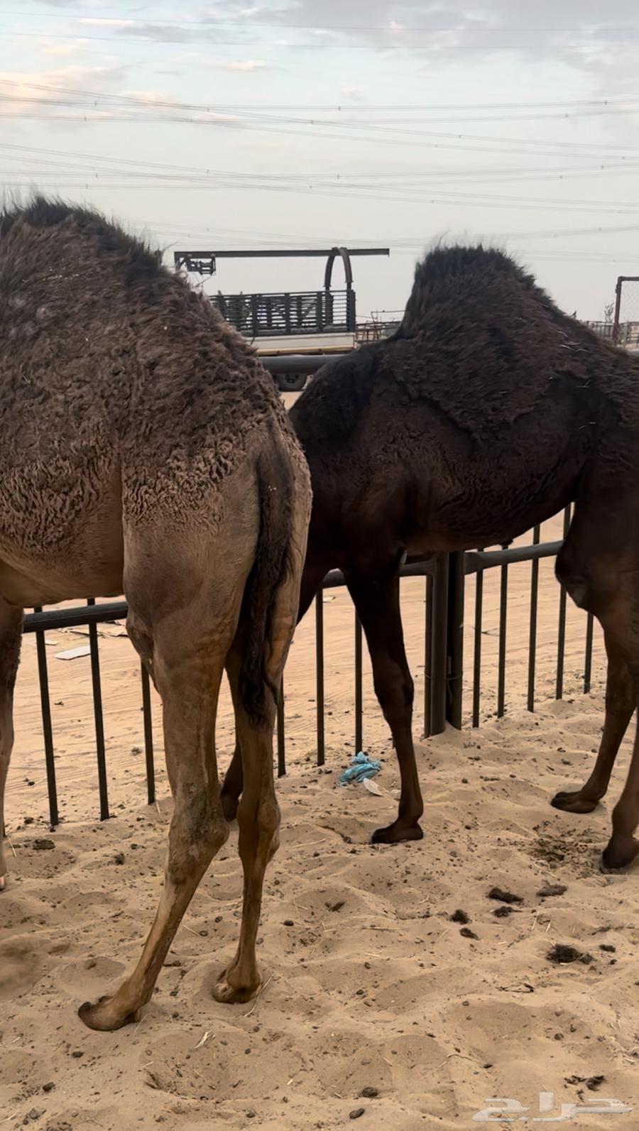 بكرتين كفو للبيع من تحت اماتها64421040074241110