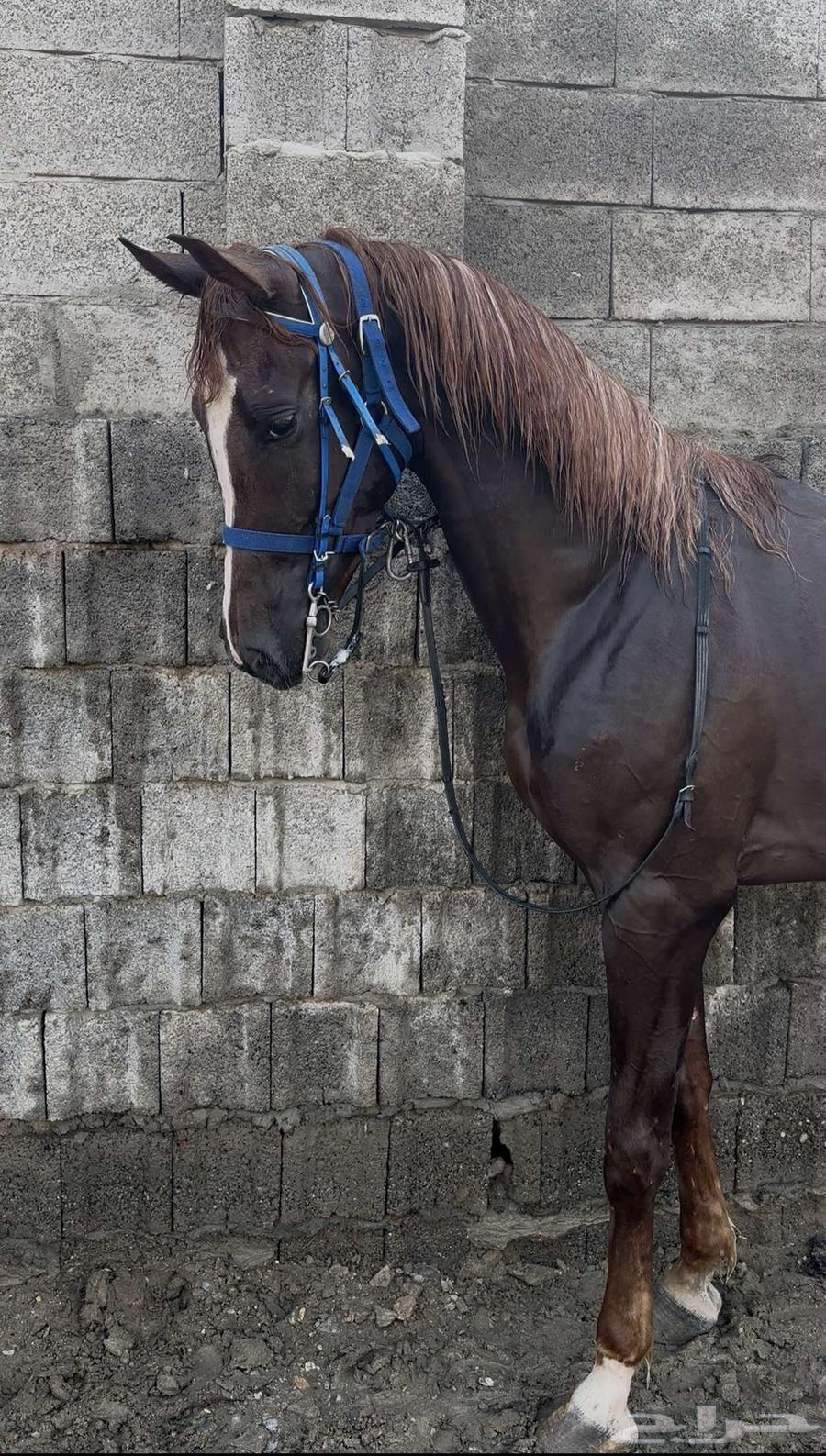 حصان للبيع64423292402307110