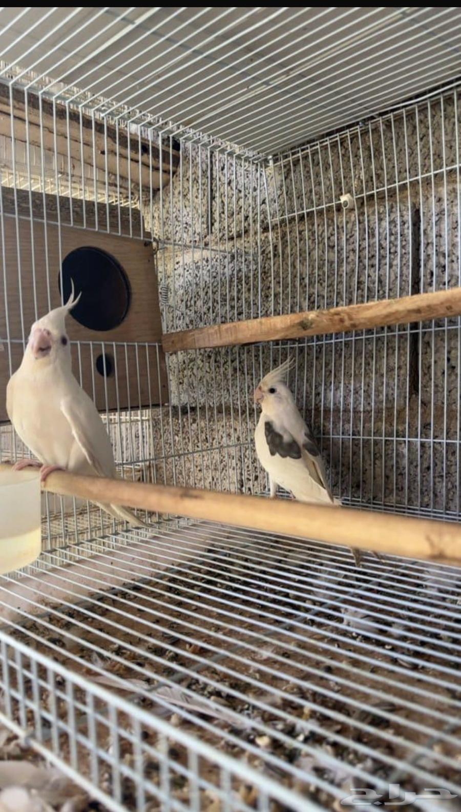 تم البيع الله يبارك64425044009858110