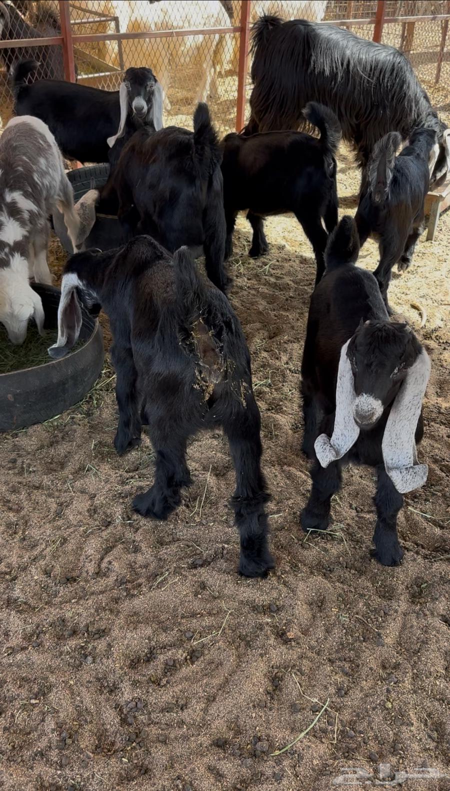 جفار للبيع64425783969154110