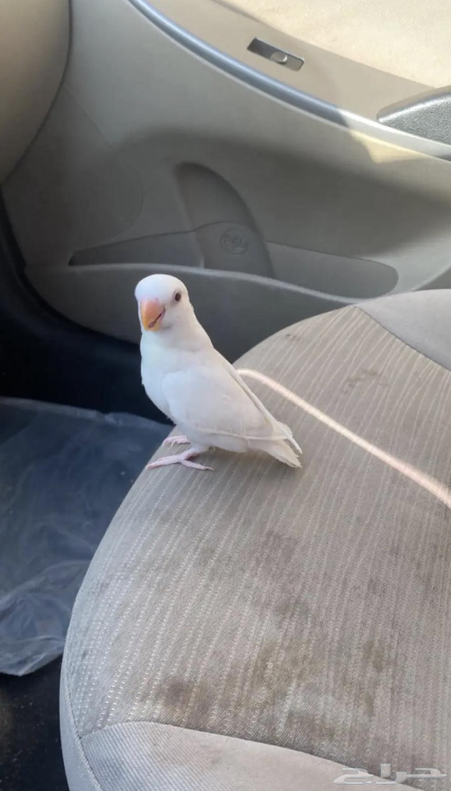 روز اليف وهدد64419932908163110