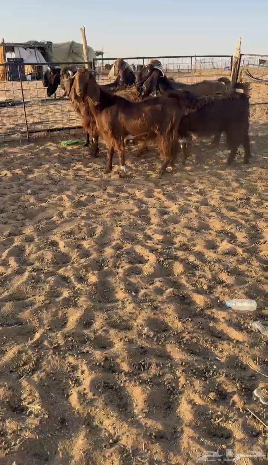 تم البيع. ماعز قبرصيات صنف64424802235009110