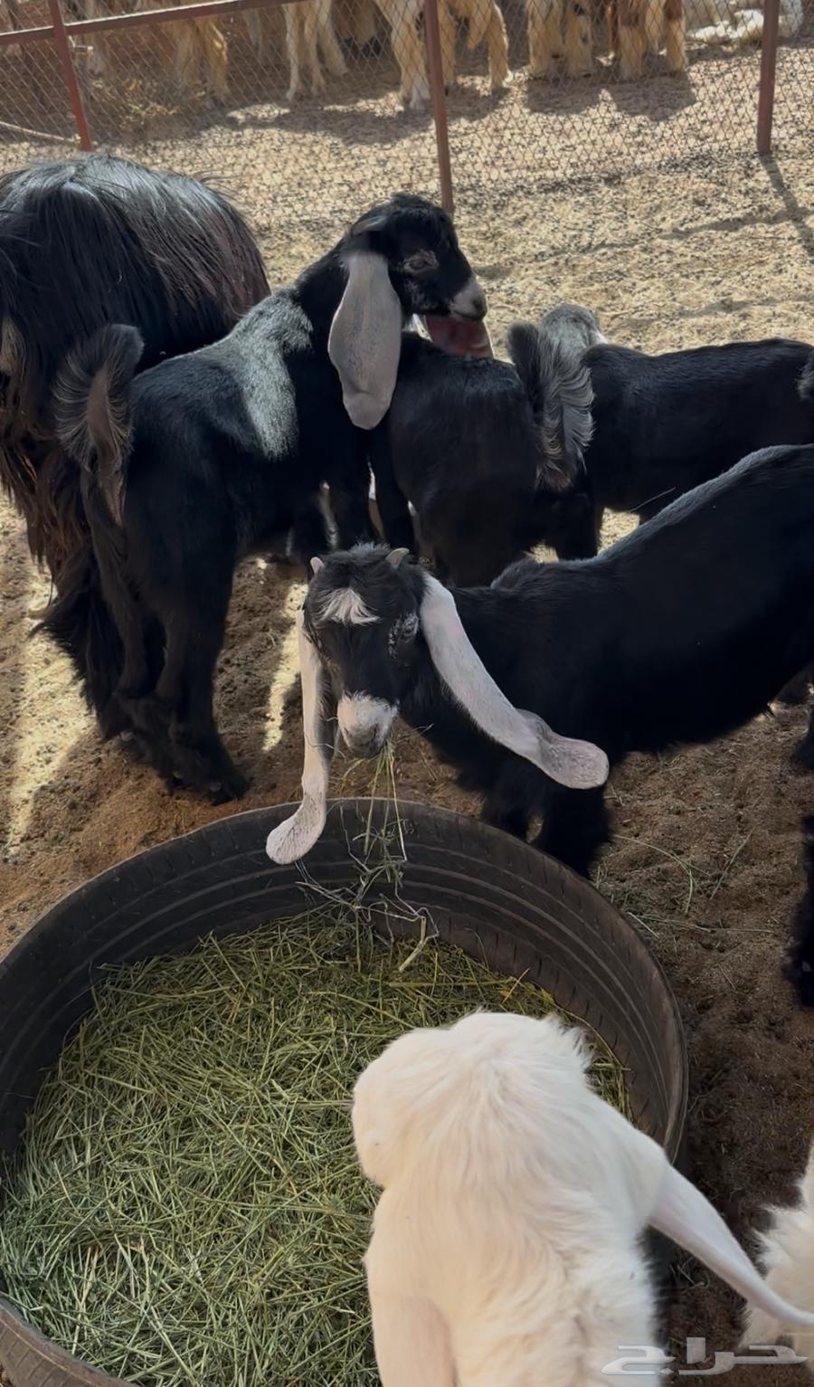 جفار للبيع64425783969154111